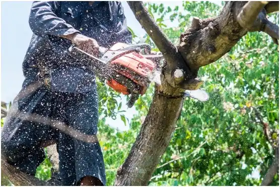 tree services Bell Acres